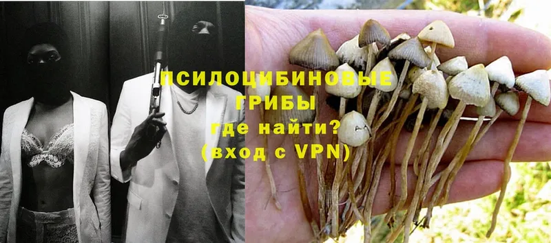 Галлюциногенные грибы MAGIC MUSHROOMS  Кораблино 